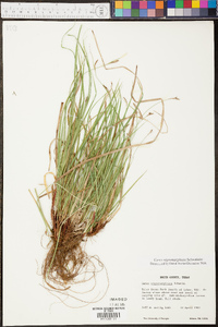 Carex nigromarginata image
