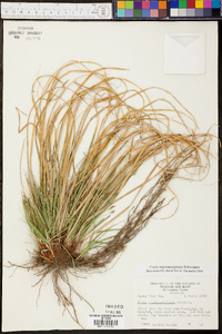 Carex nigromarginata image