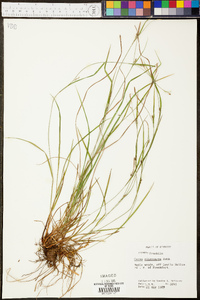 Carex oligocarpa image