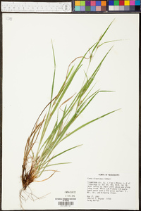 Carex oligocarpa image