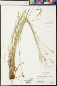 Carex reniformis image