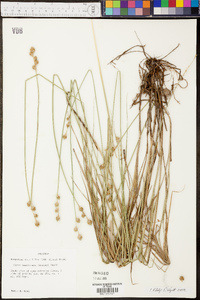 Carex reniformis image