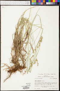 Carex reniformis image