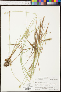 Carex reniformis image