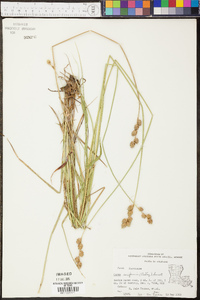 Carex reniformis image