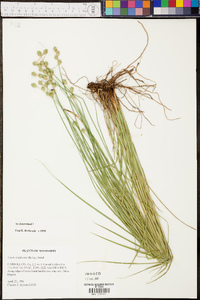 Carex reniformis image