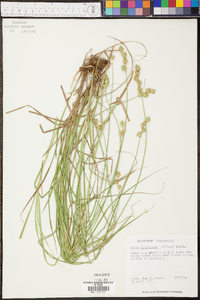 Carex reniformis image