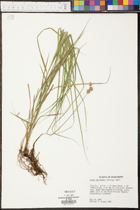 Carex reniformis image