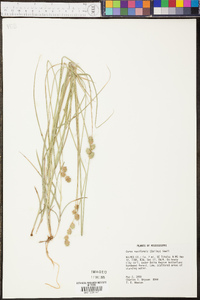 Carex reniformis image