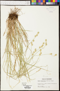 Carex reniformis image