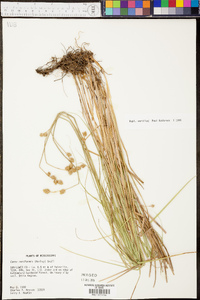 Carex reniformis image