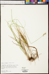 Carex reniformis image