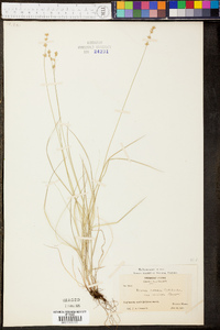 Carex rosea var. minor image