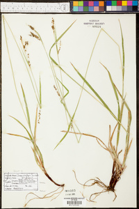 Carex oxylepis image