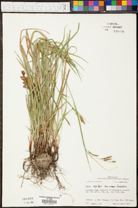 Carex oxylepis image