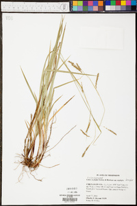 Carex oxylepis var. oxylepis image