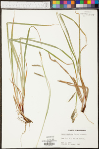 Carex oxylepis image