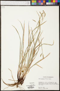 Carex oxylepis image