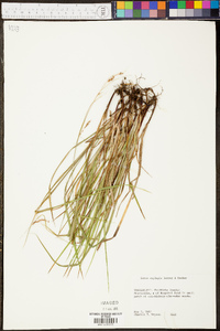 Carex oxylepis image