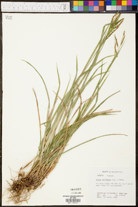 Carex oxylepis image