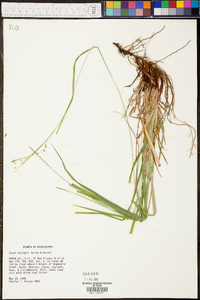 Carex oxylepis image