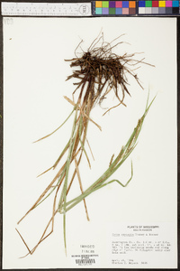 Carex oxylepis image