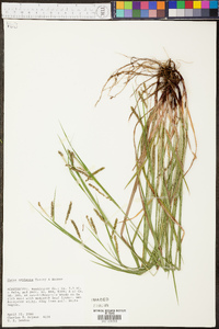 Carex oxylepis image