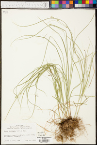 Carex oxylepis image