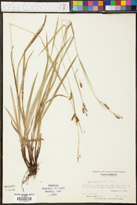 Carex oxylepis image