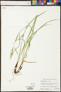 Carex oxylepis image