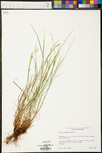 Carex oligocarpa image