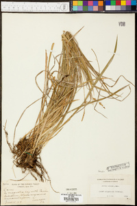 Carex oligocarpa image