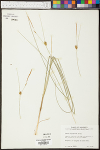 Carex oligosperma image