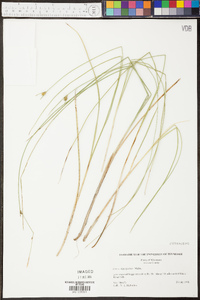 Carex oligosperma image