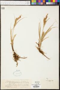 Carex oregonensis image