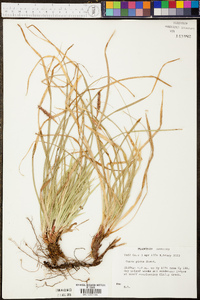 Carex picta image