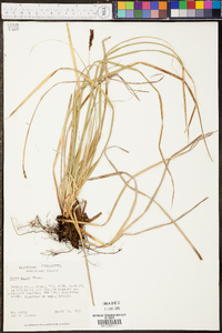 Carex picta image