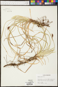 Carex picta image