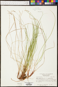 Carex pensylvanica var. pensylvanica image