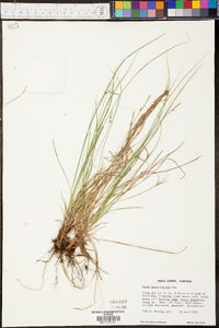 Carex pennsylvanica image