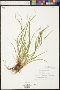 Carex planispicata image