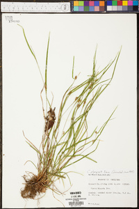 Carex planispicata image