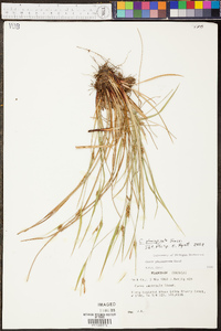 Carex planispicata image