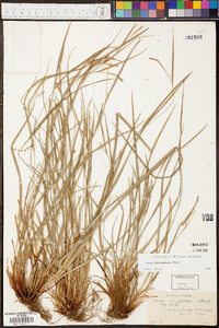 Carex planispicata image