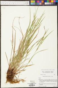 Carex planispicata image