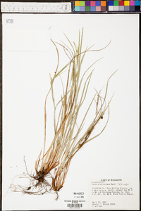 Carex planispicata image