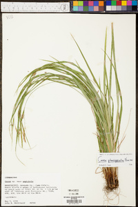 Carex planispicata image