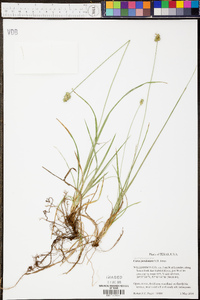 Carex perdentata image