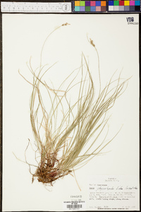 Carex physorhyncha image