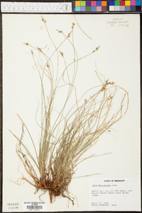 Carex physorhyncha image